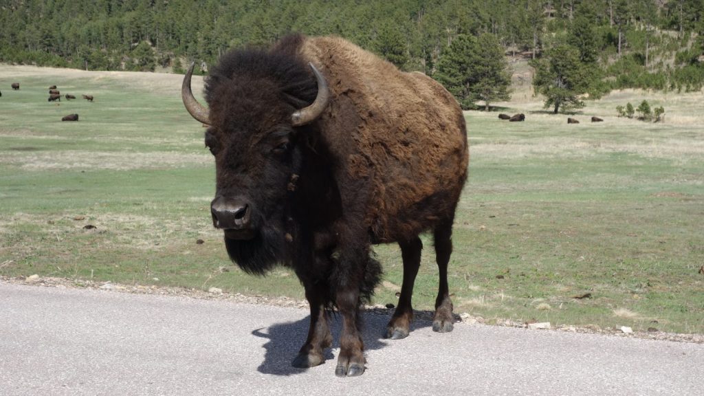 Restoring American bison: Fort Peck Tribes prove it can be&nbsp;done