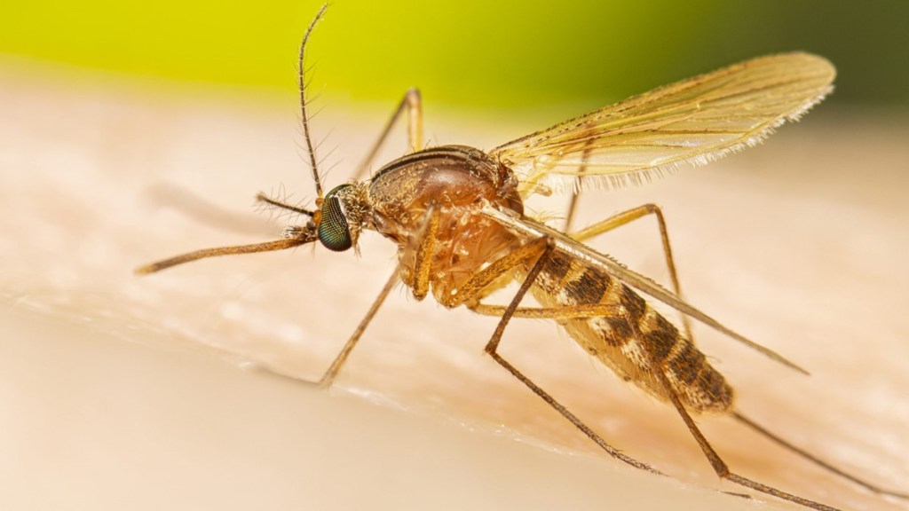 West Nile Virus Activity Confirmed in Montana, Roosevelt&nbsp;County